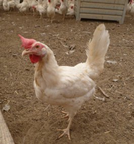 {{brizy_dc_image_alt imageSrc=