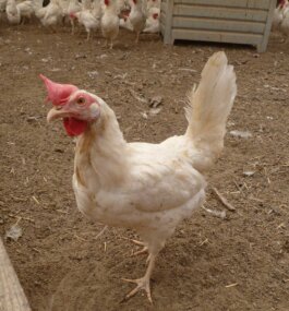 {{brizy_dc_image_alt imageSrc=